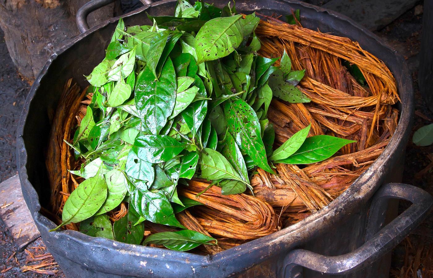 Ayahuasca in shamanic centers of Peru