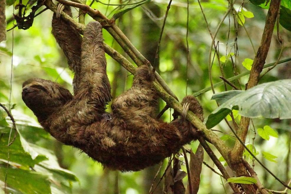 Amazon Jungle and Amazon river in Peru