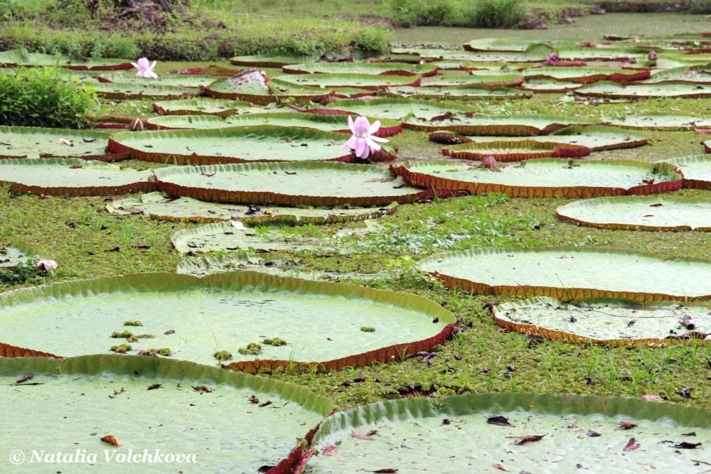 Victoria Regia water lily in the Amazon jungle, Amazon River in Peru