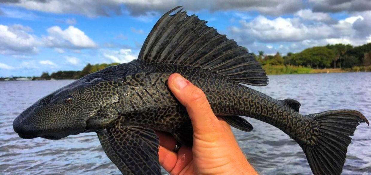 Fish in Amazonias