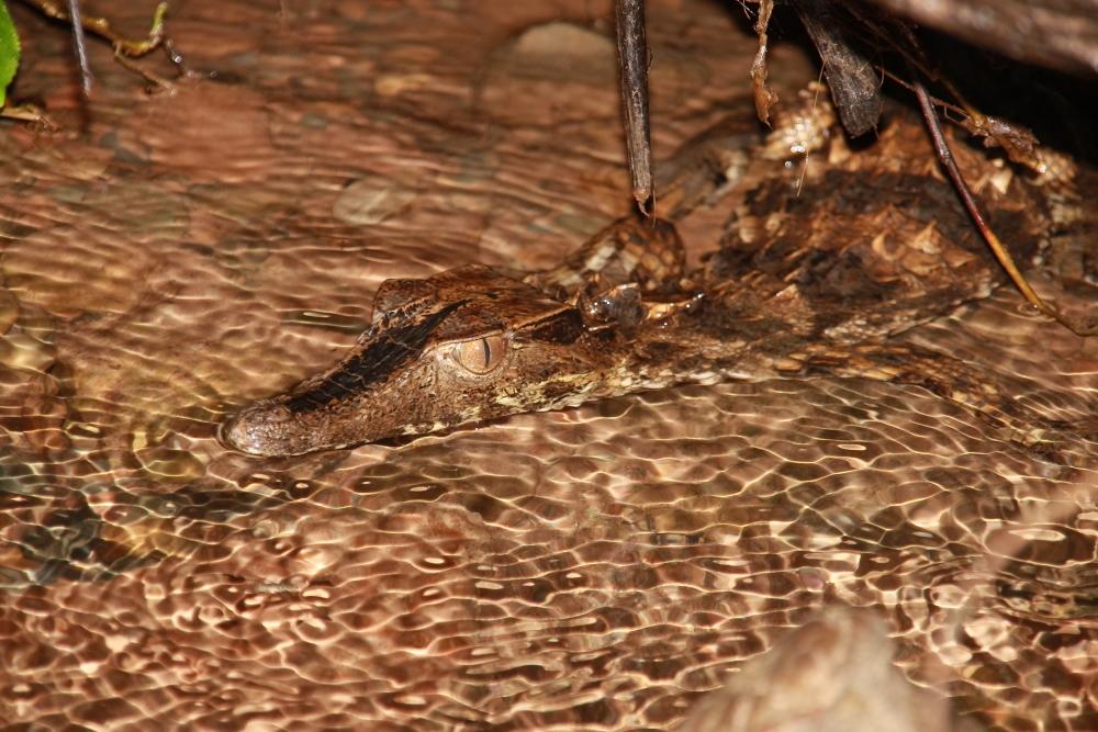 Caiman in Manu National Park, Amazon Jungle, Amazon River, Peru