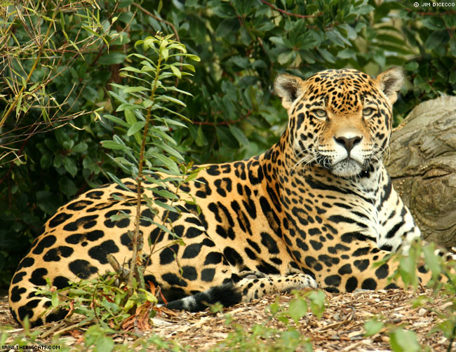 Jaguar in the Amazon jungle, Amazon River, Peru