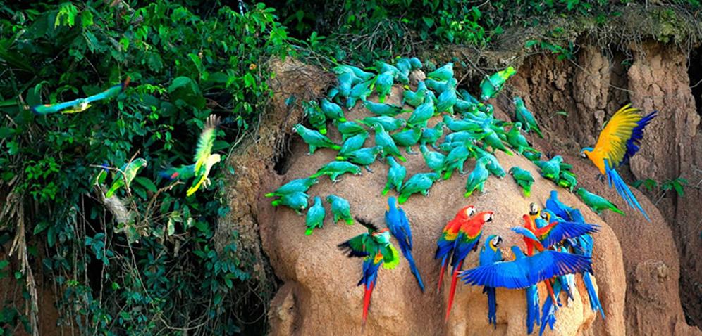 Manu National Park Peru