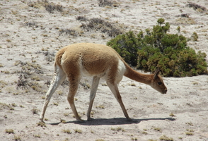 Majestic Southern Peru: 8-Day Journey through Arequipa, Colca, Puno, Titicaca, Nasca & Paracas