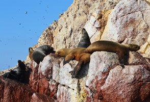 Journey Through Ancient Peru: 16-Day Odyssey from Lima to Machu Picchu