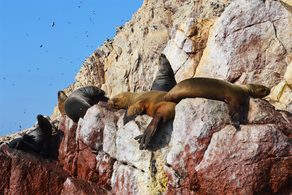 Paracas Oasis and Ballestas Bliss: A Tourist's Heaven of Natural Marvels