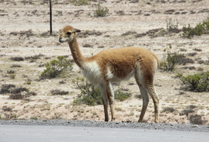 10-Day Exploring Southern Peru with Belmond, Hiram Bingham & Andean Explorer Trains