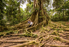 8-Day Inca Lands and Tambopata Rainforest Jungle