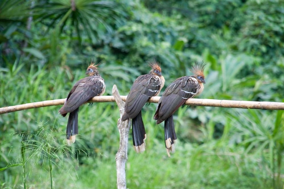 Manu National Park: Journey into the Heart of Earth's Breathtaking Biodiversity