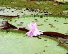 The Giant Water Lily, Victoria Regia