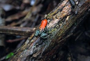 8-Day Inca Lands and Tambopata Rainforest Jungle