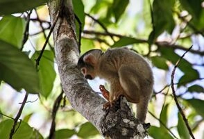 8-Day Inca Lands and Tambopata Rainforest Jungle