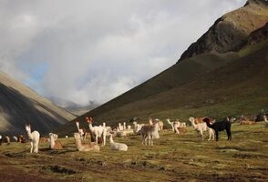 Journey Through Ancient Peru: 16-Day Odyssey from Lima to Machu Picchu